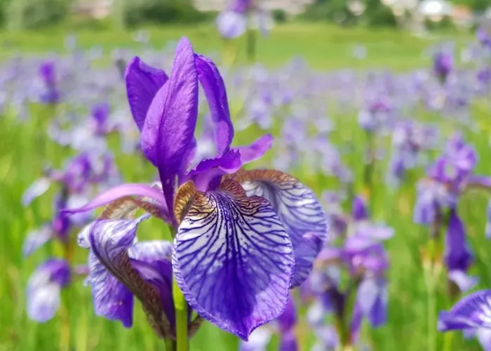 Yellow Apartma Apartment Kranjska Gora
